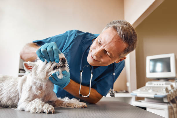 Best After-Hours Dental Trauma Care in Eslon, CA
